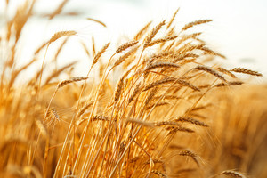 Nahaufnahme Getreide